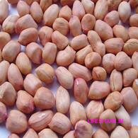 Raw peanut நிலக்கடலை